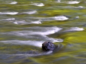 Collins Campground, Olympic National Forest