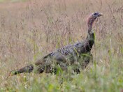 Great Smoky Mountain National Park
