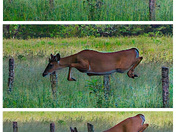 Great Smoky Mountains National Park