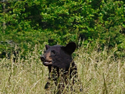 Great Smoky Mountains National Park