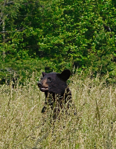 Great Smoky Mountains National Park