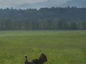 Great Smoky Mountains National Park