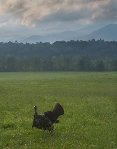 Great Smoky Mountains National Park
