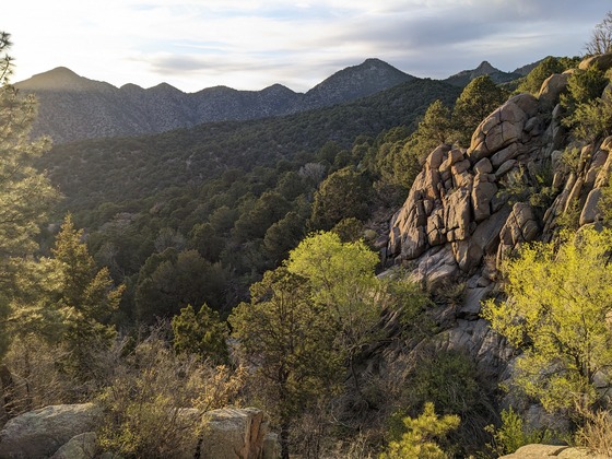 Cibola National Forest