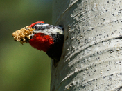 Rocky Mountain National Park