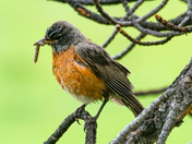 Rocky Mountain National Park