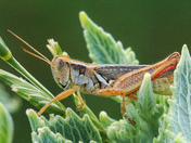 Rocky Mountain Arsenal and Wildlife Refuge