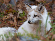 Congaree National Park