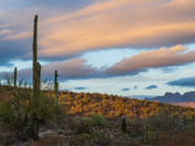 Organ Pipe Cactus National Monument