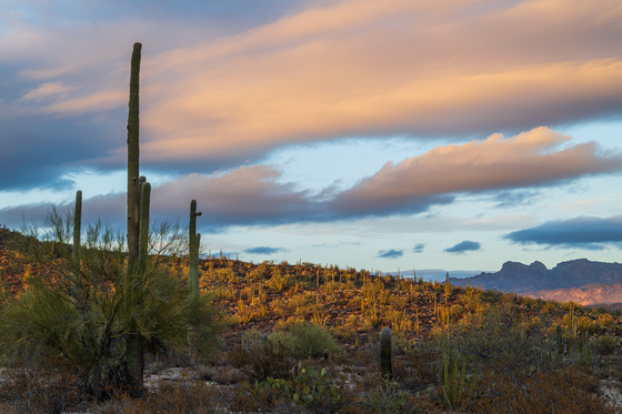 Organ Pipe Cactus National Monument