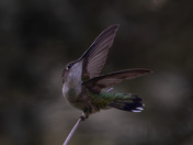 Ruby throated hummingbird
