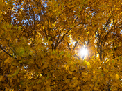 Bosque del Apache National Wildlife Refuge