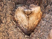 Sequoia National Park