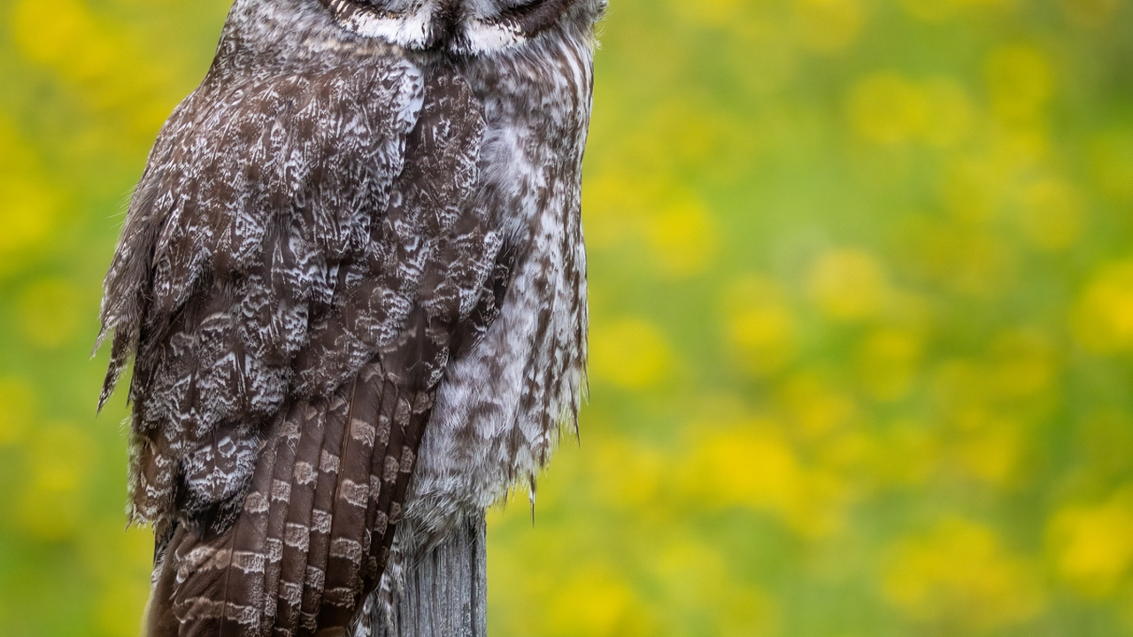 Great Grey in a Sea of Yellow II