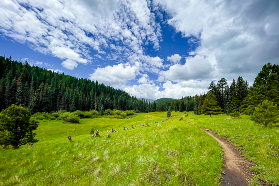 Mount Baldy Wilderness, Arizona
