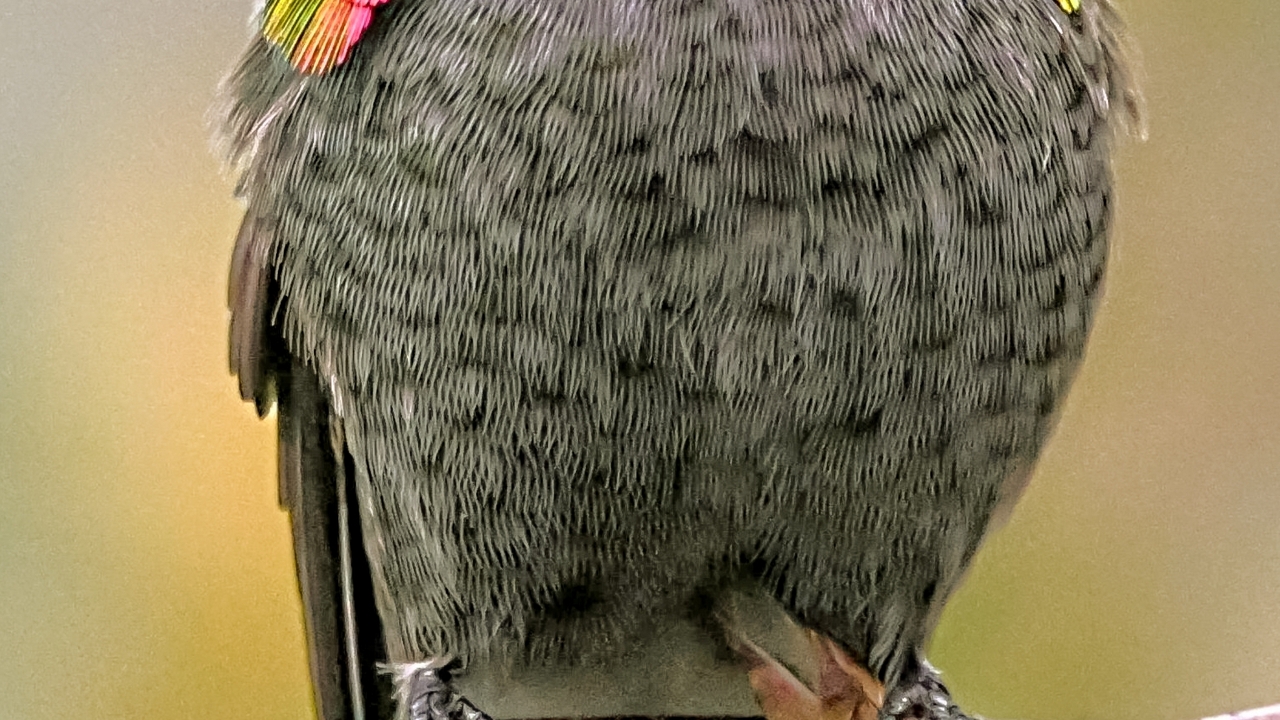 Hummi bird at feeder