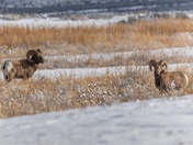 Outstanding in A Field