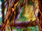 Sequoia National Park