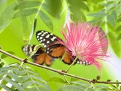 Mimosa Blossom and Monarchs