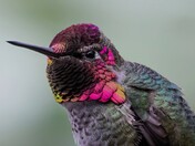 Annas Hummingbird