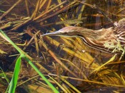 Aransas National Wildlife Refuge