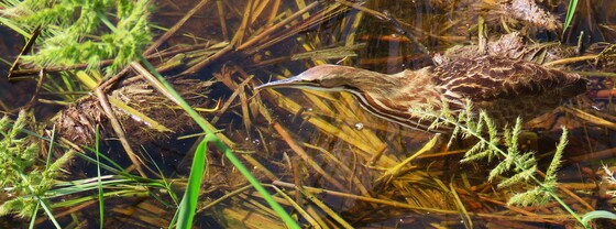 Aransas National Wildlife Refuge