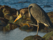 Hovering Over A Pool