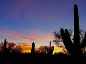 Saguaro National Park Rincon