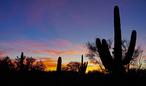 Saguaro National Park Rincon