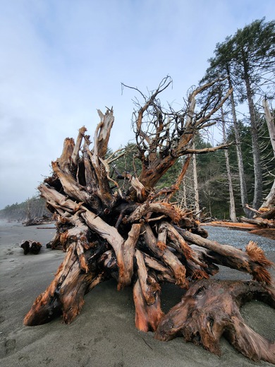 Rialto Beach -Olympic National Park