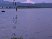  U.S. Fish and Wildlife Service