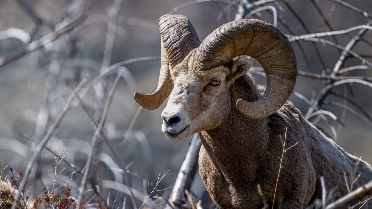 Bighorn Sheep