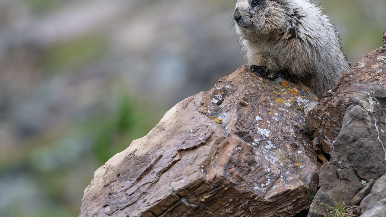 Hoary Marmot