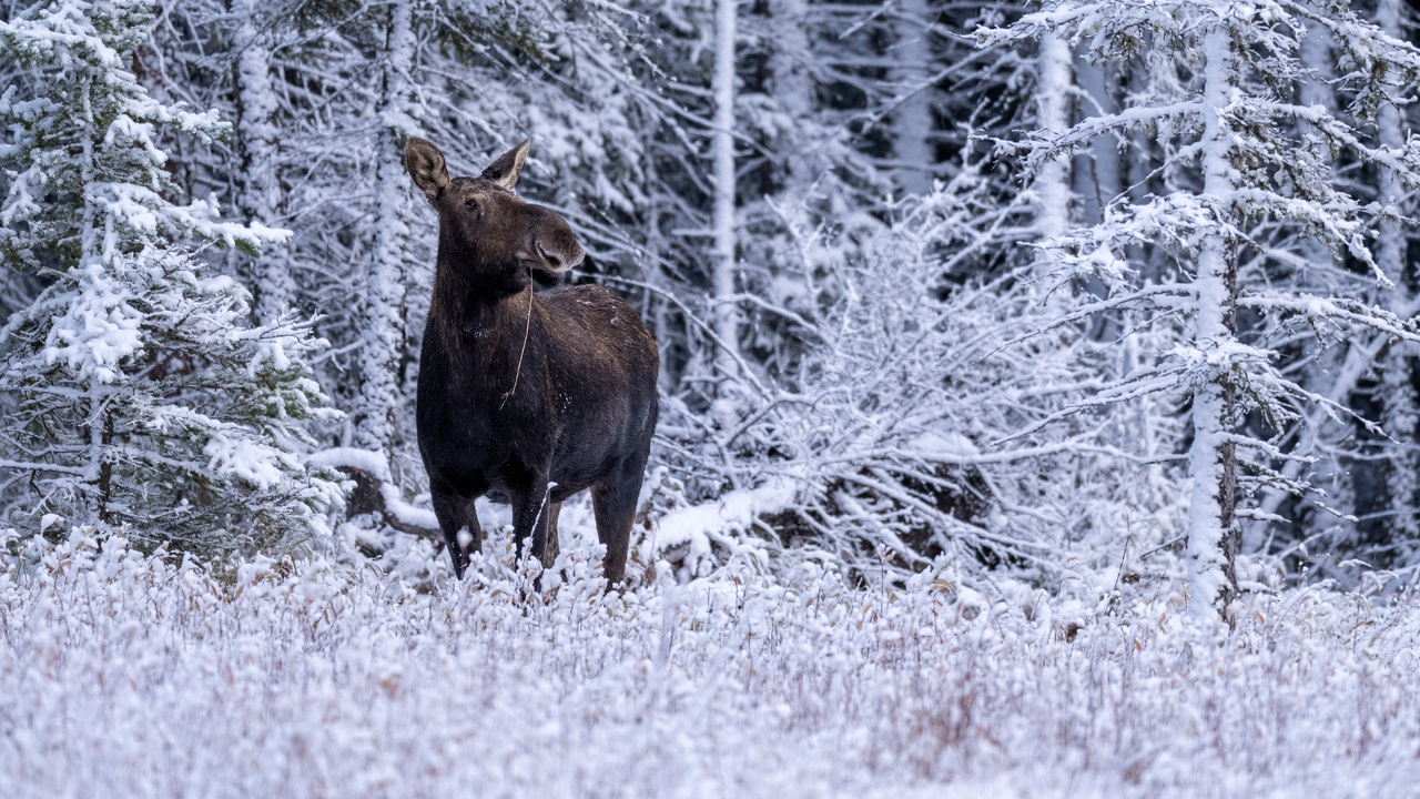 Moose in Snow