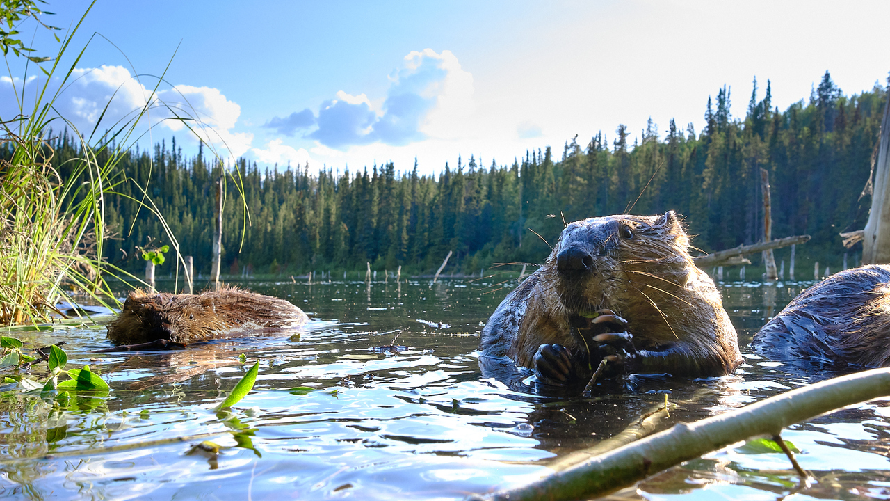 North American Beavers