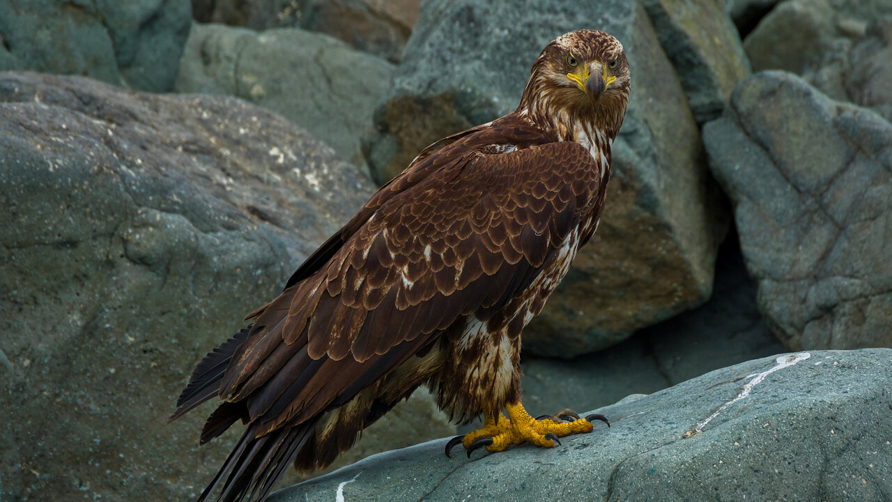 Adolescent Bald Eagle