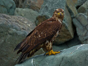 Adolescent Bald Eagle