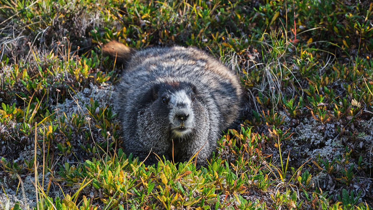 Hoary Marmot