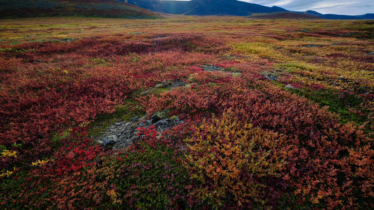 Fall Colours - Richardson Mountains