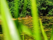 Kankee National Forest