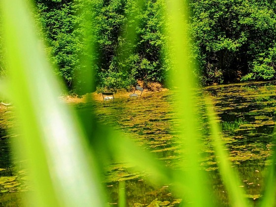 Kankee National Forest