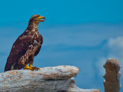 Adolescent Bald Eagle