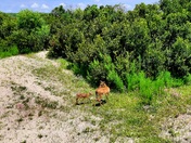 Cumberland Island National Seashore