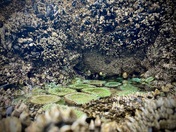 Olympic National Park