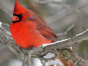 Northern Cardinals