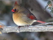 Northern Cardinals