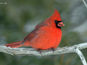 Northern Cardinals