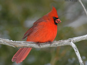 Northern Cardinals
