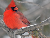 Northern Cardinals