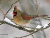 Northern Cardinals